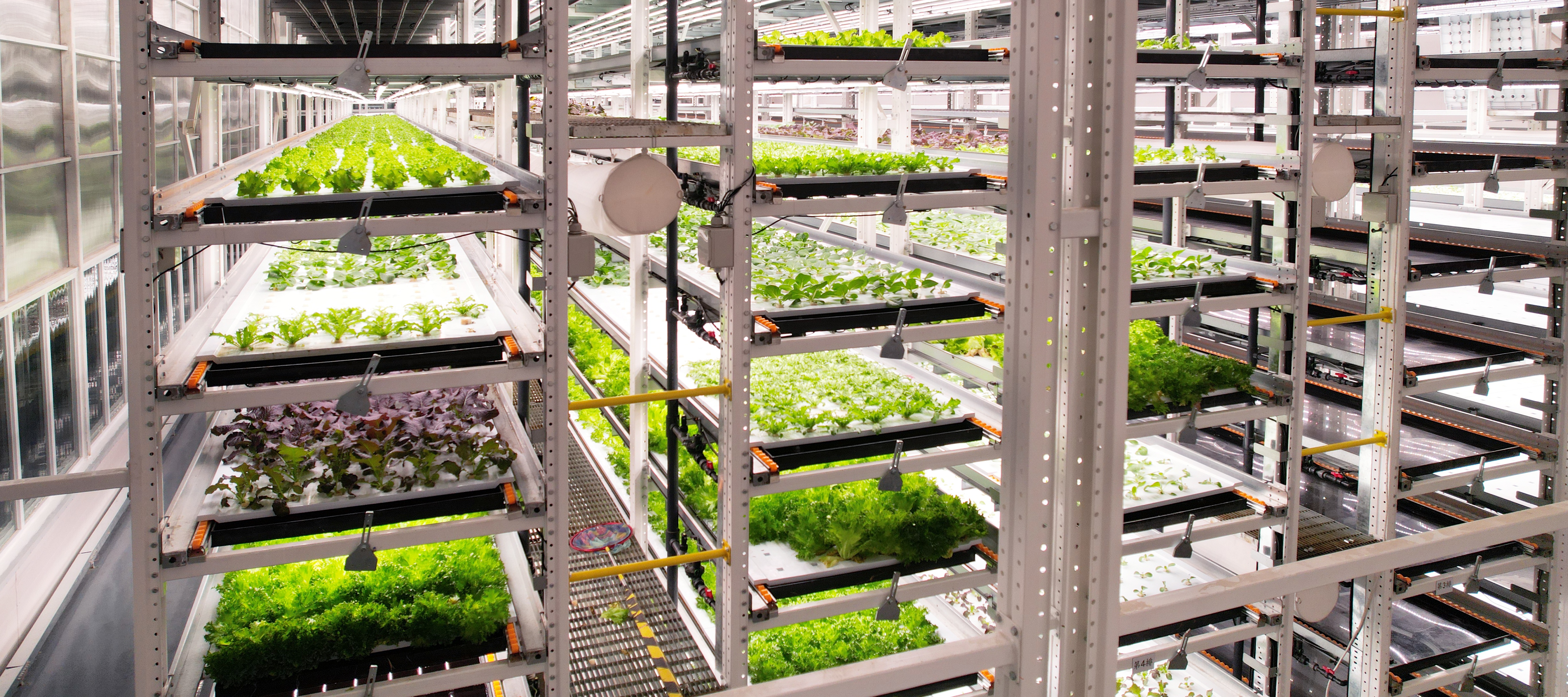 申博138植物工厂蔬菜20231206 (2)_看图王.JPG